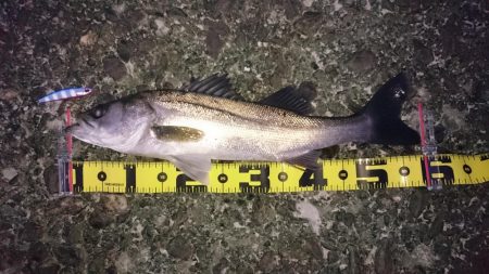 タチウオ、シーバス