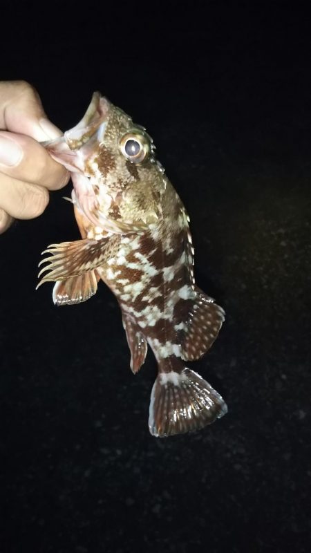 昨日に引き続き……