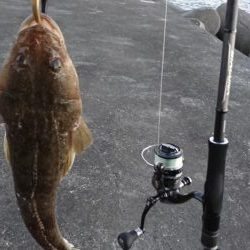 エソ以外ならなんでも