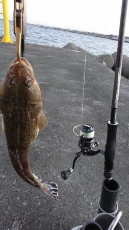 エソ以外ならなんでも