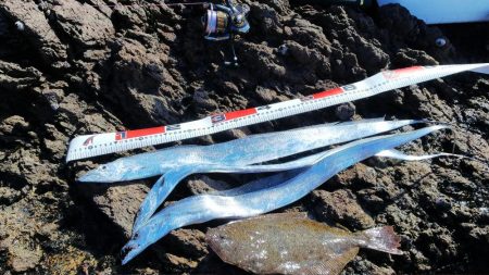 ショア ルアー 五目