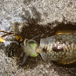 エギング成立！