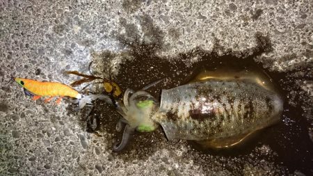 エギング成立！