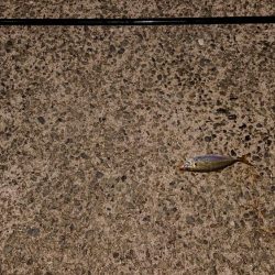 夜のアジ釣り 安芸津周辺
