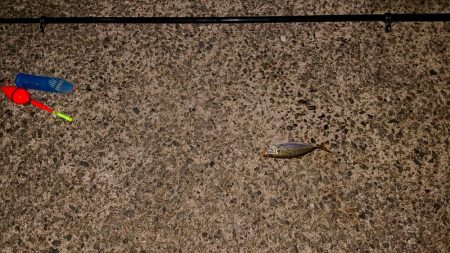 夜のアジ釣り 安芸津周辺
