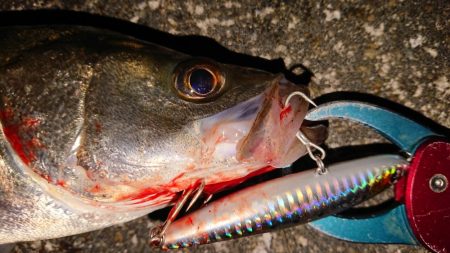 台風後のシーバス調査