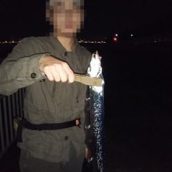 ワインド太刀魚