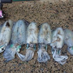 連休朝イチ狙い