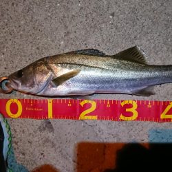 マイワシパターン序盤？