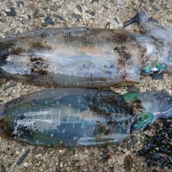 朝マズメエギング