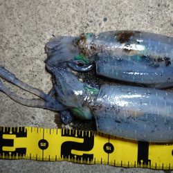 仕事帰りエギング