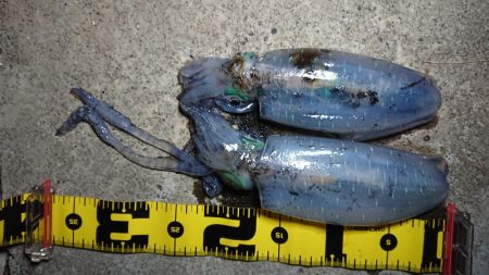 仕事帰りエギング