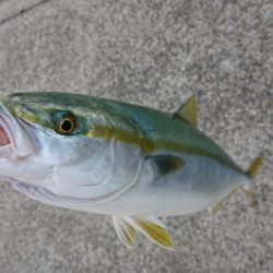 マイワシパターン