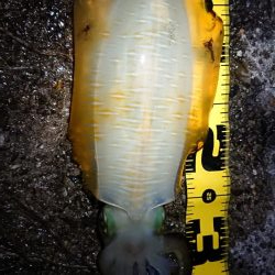 仕事終わりエギング