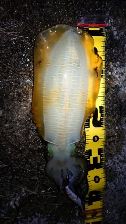 仕事終わりエギング