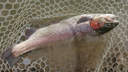 豪雨のアクアヘヴン良型レインボー連発！