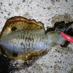 【アオリイカ新子】18杯。前回来たときよりも成長してました！