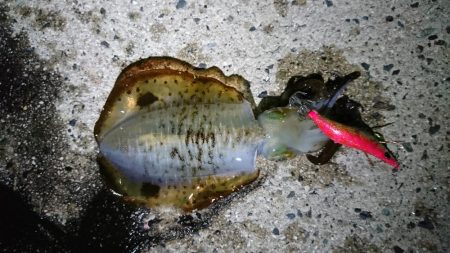 【アオリイカ新子】18杯。前回来たときよりも成長してました！