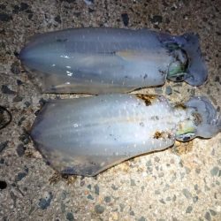 ２日連日エギング