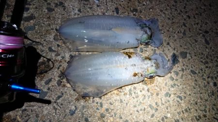 ２日連日エギング