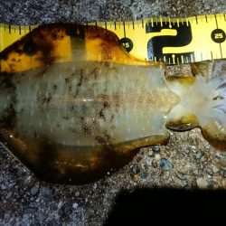 仕事終わりエギング