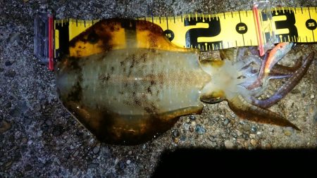 仕事終わりエギング