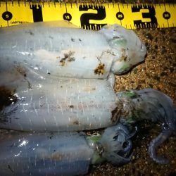 夜雨上がりにちょこっと