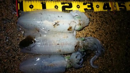 夜雨上がりにちょこっと