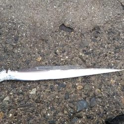 ワインド太刀魚