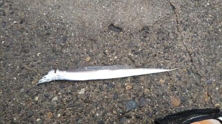 ワインド太刀魚