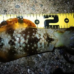 雨の中エギング