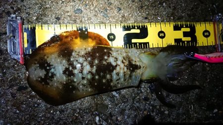 雨の中エギング