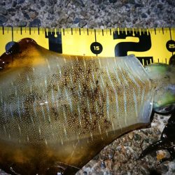 釣り仲間とナイトエギング