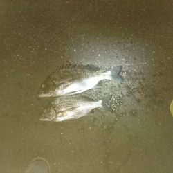チヌ釣り