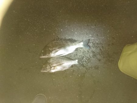 チヌ釣り
