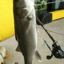 【苅田港】シーバス調査