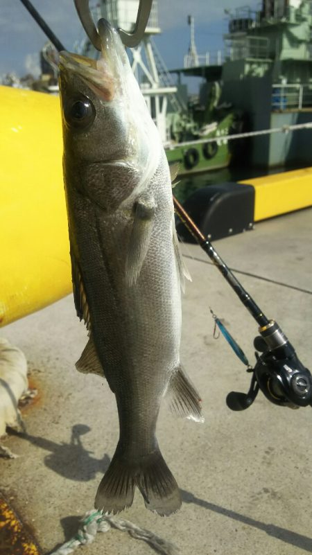 【苅田港】シーバス調査