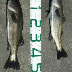 【苅田港】シーバス調査２