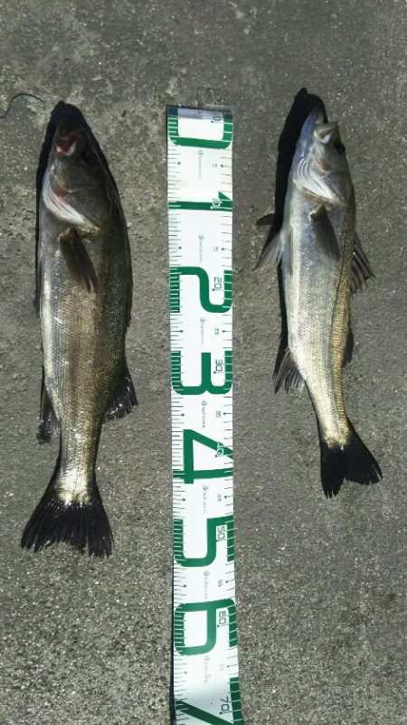 【苅田港】シーバス調査２