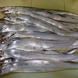 津田でタチウオ