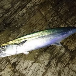 ヒラマサが釣れない。