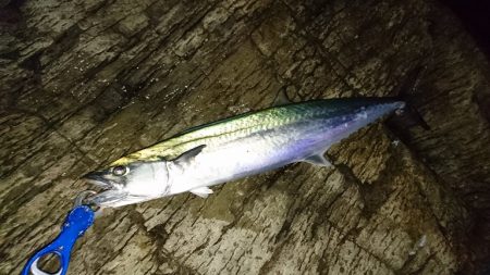 ヒラマサが釣れない。