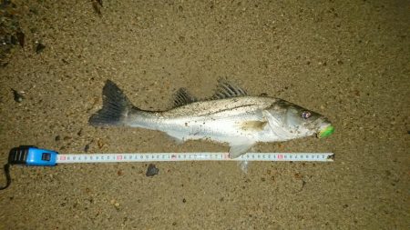 短時間釣行 シーバス