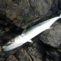 サゴシとキジハタと☆ＥＳＯ☆