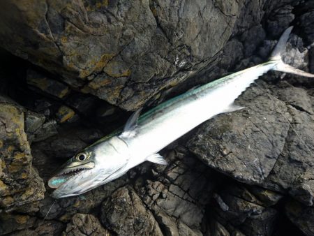 サゴシとキジハタと☆ＥＳＯ☆