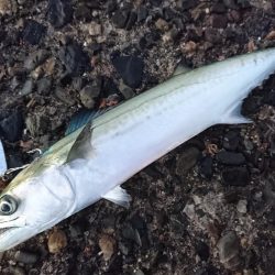 サーフのサゴシ