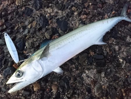 サーフのサゴシ