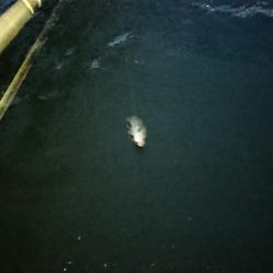 夕練シーバス70キャッチもバラシ半分…