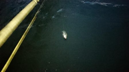 夕練シーバス70キャッチもバラシ半分…