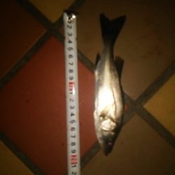 本日の獲物はタモ！？  ～辰巳一付近～